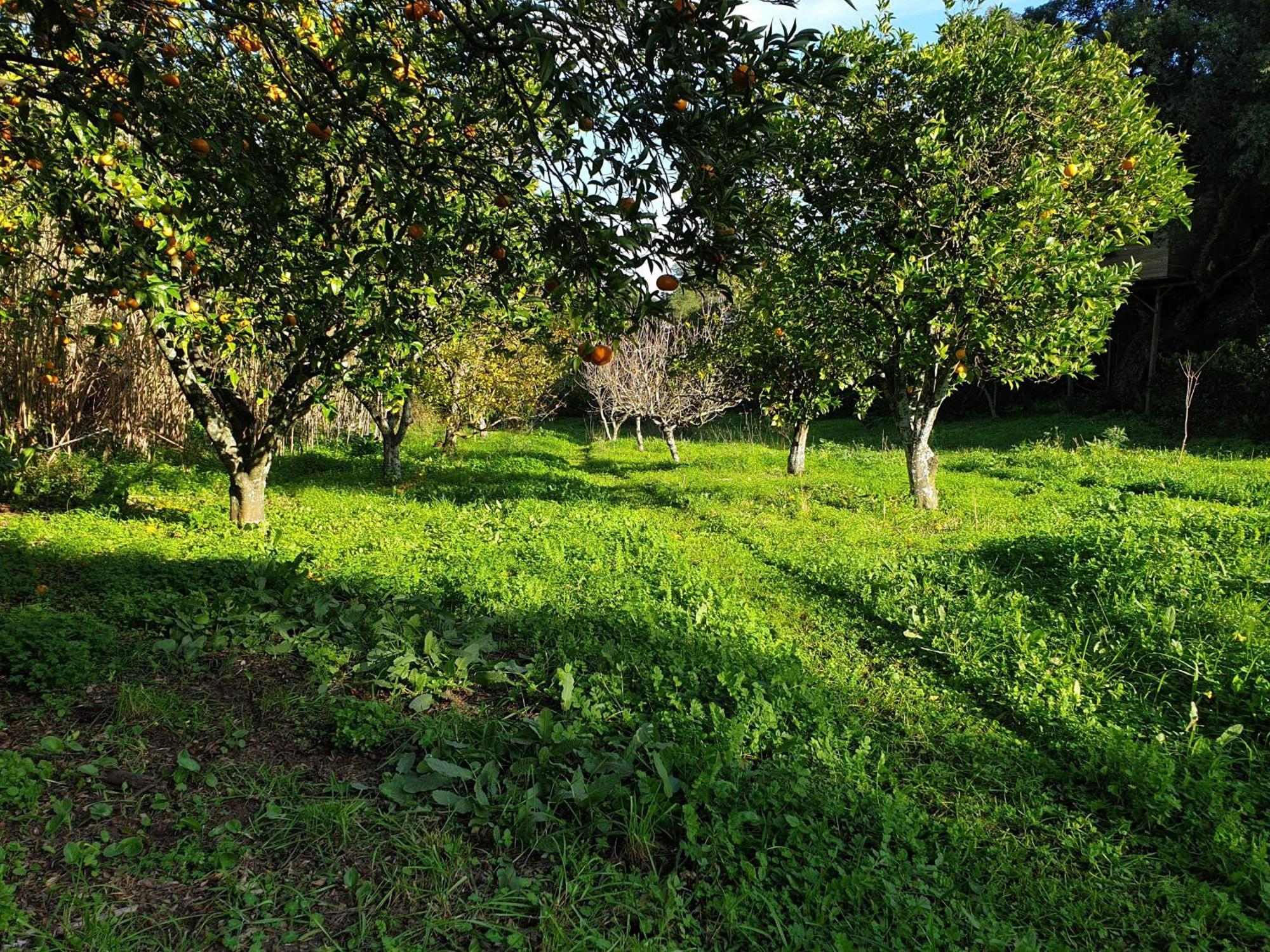 Villa Quinta De Sao Pedro Sobreda Esterno foto